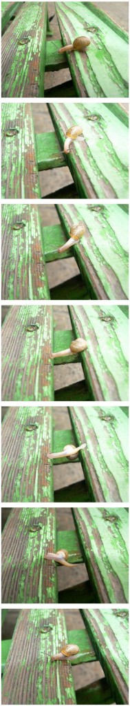snail faith snail faith